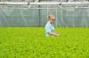 Секреты зелени: почему петрушку нельзя беременным и какая трава понижает давление