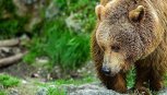 Обморок спас жителя Свободненского района от медведя