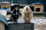 Армия безнадзорных: как гуманно избавляться от собачьих стай и почему зоозащите надо менять имидж