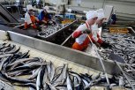Амурские бизнесмены подписали договоры о поставках морской продукции с Сахалина