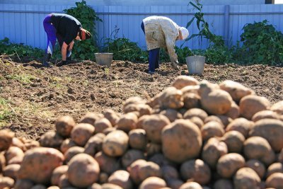 Толченка на экспорт: Якутия, Хабаровск и Приморье выстроились в очередь за амурским картофелем