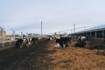 Губернатор посетил молочную ферму будущего в Белогорском районе