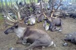 Волки массово уничтожают поголовье оленей в Амурской области