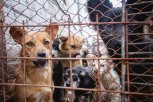 Спасенные из концлагеря: история собак из амурского приюта «Дружок» прогремела на всю Россию