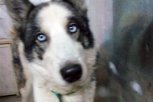 У спасенного из приюта «Дружок» пса спустя два года нашлась хозяйка