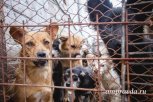 Амурская ветлаборатория: собаки из концлагеря «Дружок» умерли от истощения