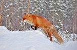 Отстрел диких лисиц из-за бешенства не повлияет на их популяцию в Приамурье