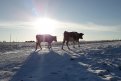 Вся надежда на уральских быков: губернатор обсудил проблемы животноводства в Серышевском районе