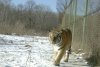 Приамурье готово принять после реабилитации двух тигров