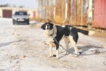 Приют для безнадзорных собак откроют в Циолковском