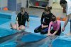«Мечты должны сбываться»: Василий Орлов отправил в дельфинарий маленьких благовещенцев