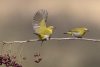 Утро с «Амурской правдой»: 10 самых грязных вещей и как птицы случайно создали оптическую иллюзию
