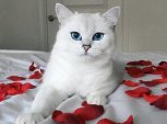 Утро с «Амурской правдой»: самый красивый кот в мире и 5 секретов счастья от звезды Instаgrаm