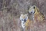 Двух амурских тигров выпустят в Архаринском районе