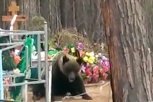 Жители амурских Юкталей в Родительский день встретили на кладбище бурого медведя (видео)