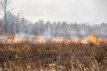 Амурские леса стали меньше гореть по сравнению с прошлым годом