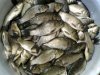 Почти 50 килограммов карасей изъяли у рыбака на рынке амурской столицы