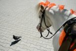 Мэрия и жители Благовещенска обсудили легализацию конных прогулок в общественных местах