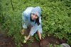 Урожай дождя: корреспондент АП ждет баклажаны, пробует перцы и выбрасывает помидоры