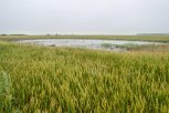 В Приамурье утонули уже 34 тысячи гектаров посевов