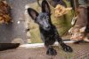 Приют для бездомных собак с ветеринарным кабинетом построили в Циолковском
