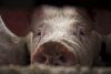 Около 700 голов свиней  будут забиты из-за вируса африканской чумы в амурской Усть-Ивановке
