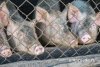 В Приамурье усыпили 800 свиней из Волковского очага африканской чумы