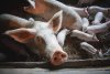 Чумовые убытки: в селах Благовещенского района изымают и усыпляют свиней