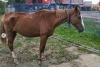 Жители Свободненского района ищут хозяев для раненой лошади с жеребенком