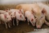 Крупные свинофермы Приамурья не понесут убытков в случае новой вспышки африканской чумы
