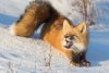 Дикие лисицы заболели бешенством в Ромненском районе