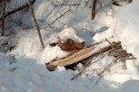 Труп медведя-шатуна найден возле трассы в Селемджинском районе