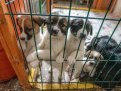 Надежда помогла: в благовещенском «Острове спасения» активно разбирают щенков