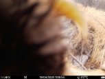 В Амурской области тигрица когтем вытащила батарейки из фотоловушки