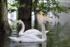 Лебедей из Ивановки выпустят на озеро лотосов в начале лета