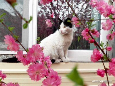 Кот в сакуре, Катя в груше и галантный пес: 10 ярких фотографий конкурса «Приамурье распустилось»