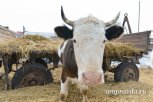 В Ромненском районе фермер на грант расширил молочную ферму