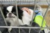 Бедная Туся: выброшенной с пятого этажа благовещенской собаке собирают деньги на операцию