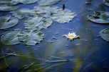 Лето без лотосов: кто навредил цветам Будды на ивановском озере