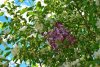 Обыкновенное чудо: повторное цветение рябин и яблонь в Приамурье оказалось нормальным явлением