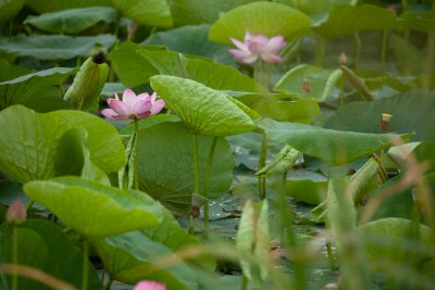 Розовый сюрприз: на озере Круглое у Пояркова неожиданно расцвели лотосы