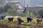 Все съедено до нас: в Амурской области из-за плохой погоды и вредителей неурожай картофеля