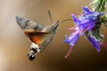 Колибри или толстая бабочка: амурчанка заметила в огороде необычное летающее существо