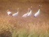 В Хинганском заповеднике журавлиная пара воспитала рекордное количество птенцов