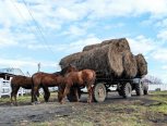 Семья из Серышевского района разводит на дальневосточных гектарах лошадей