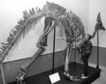 Евроремонт для динозавра