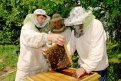 Настоящие пчеловоды легко уживаются с черно-желтыми агрессорами.