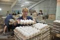 В руках одной штамповщицы оказывается до 36 тысяч яиц в день