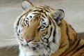 Сохранение тигра должно стать национальным проектом.