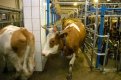 Зараженными инфекционным заболеванием оказались сотни коров.